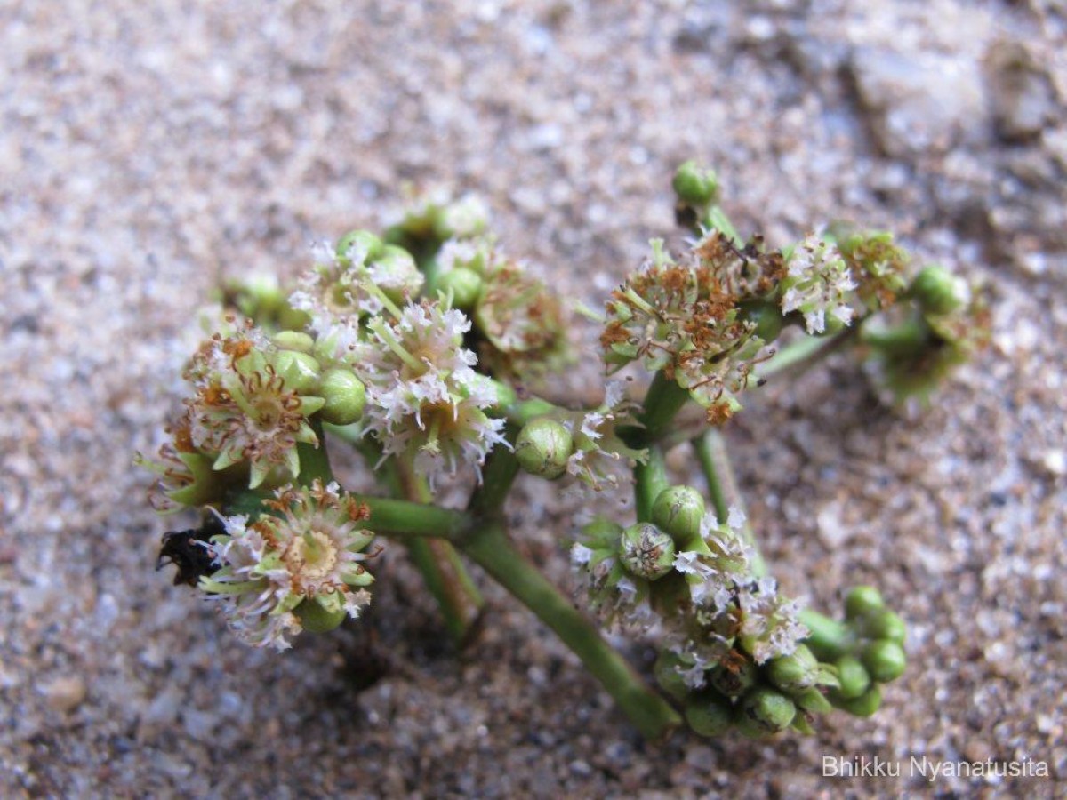 Carallia brachiata (Lour.) Merr.